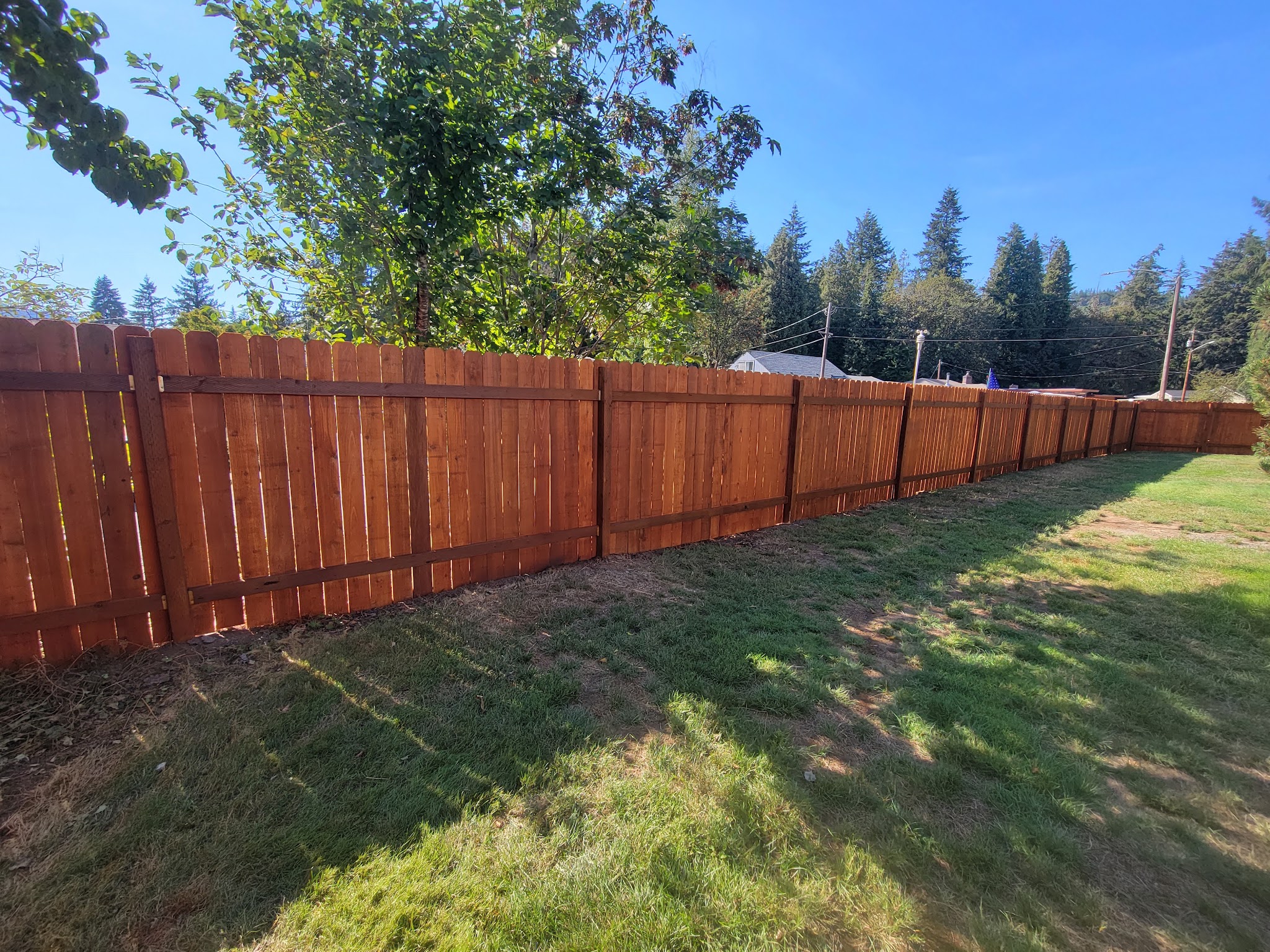 Freshly stained cedar dog ear privacy fence along a backyard